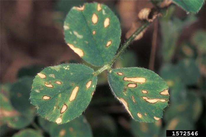 بیماری لكه آجری برگ یونجه  (Stemphylium leaf spot)